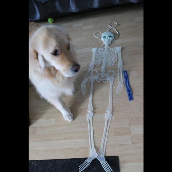 Vintage Glow In The Dark 43" Flat Plastic Skeleton Spooky Halloween Decoration - Picture 8 of 9